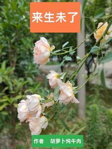 开局获得最强天赋