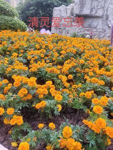 科举之农门状元木木